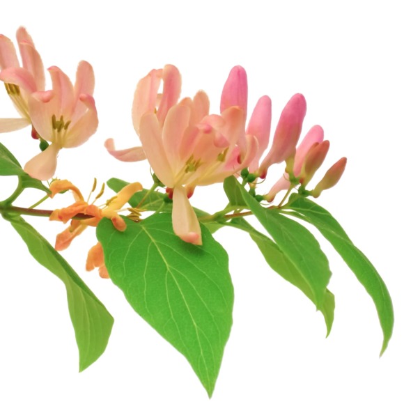 Meet your Posher, Catherine - Picture 1 of 1